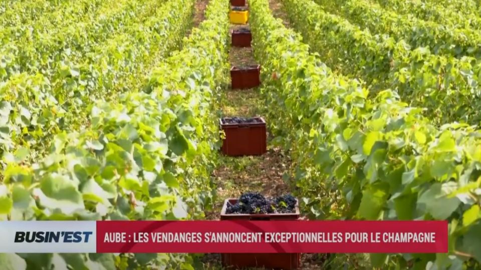 Busin'Est le reportage du 10 septembre