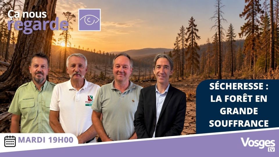 Sécheresse : la forêt en grande souffrance