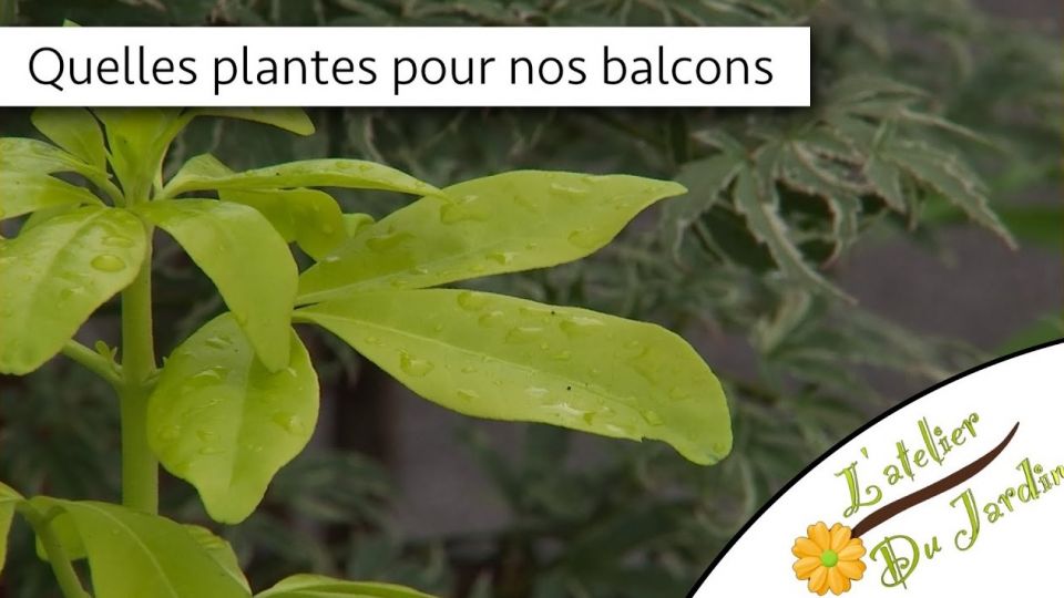 Atelier du jardin : Quelles plantes pour nos balcons ?