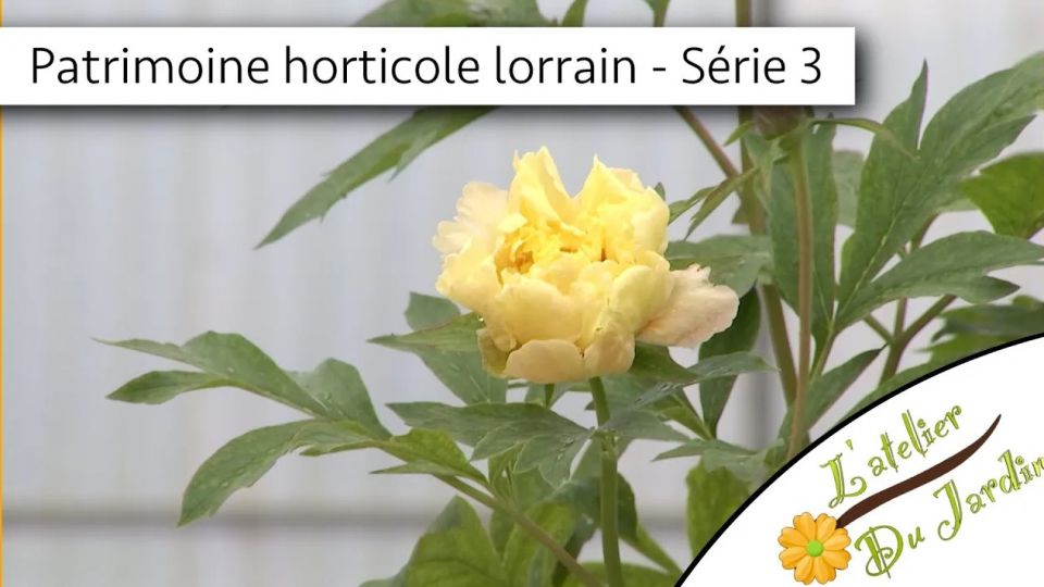 Atelier du jardin : Les plantes du patrimoine horticole lorrain - Série 3