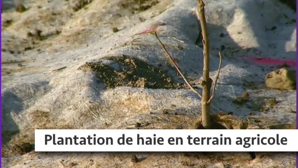 Atelier du jardin : Plantation de haie en terrain agricole