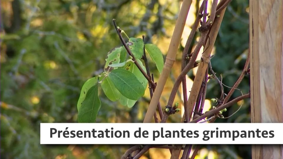 Atelier du jardin : Présentation de plantes grimpantes