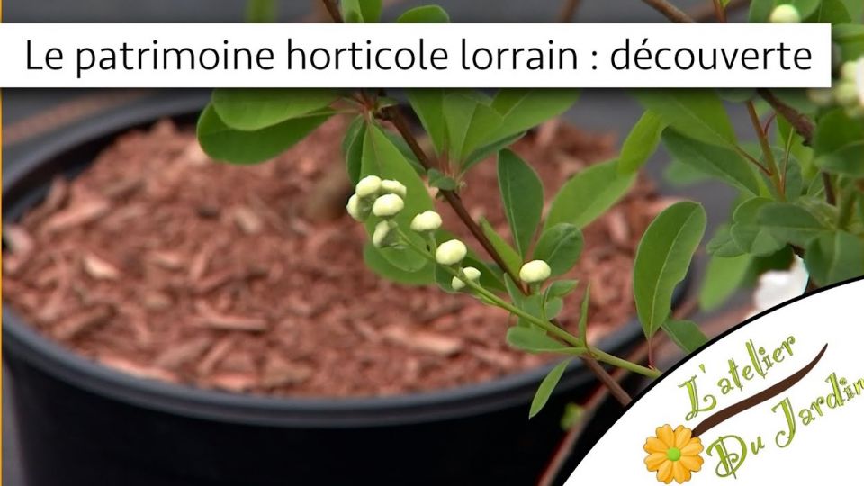 L'Atelier du jardin, le patrimoine horticole lorrain : découverte