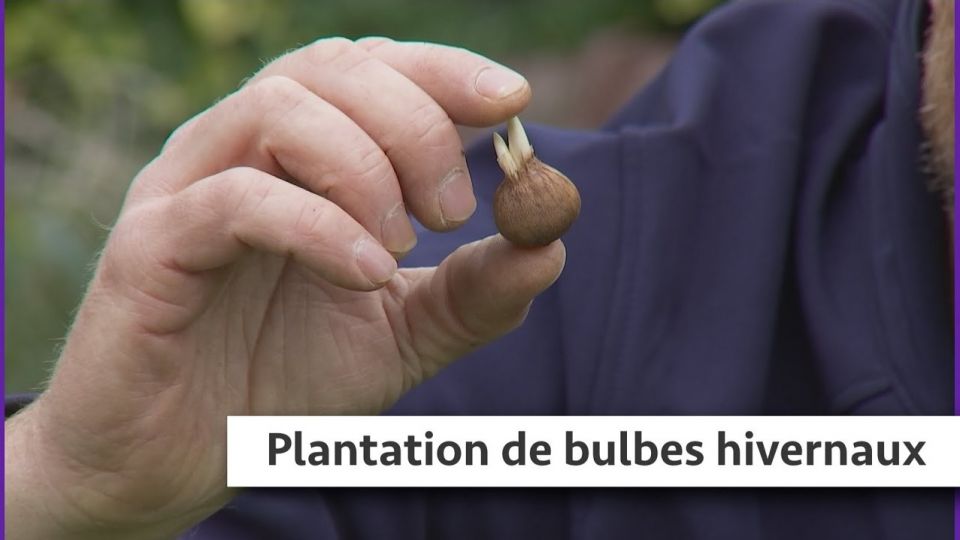 Atelier du jardin : plantation de bulbes hivernaux