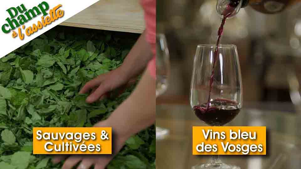 Du Champ à l'assiette : chez Sauvage & Cultivées et la Coop. Viticole des Côteaux du Montfort