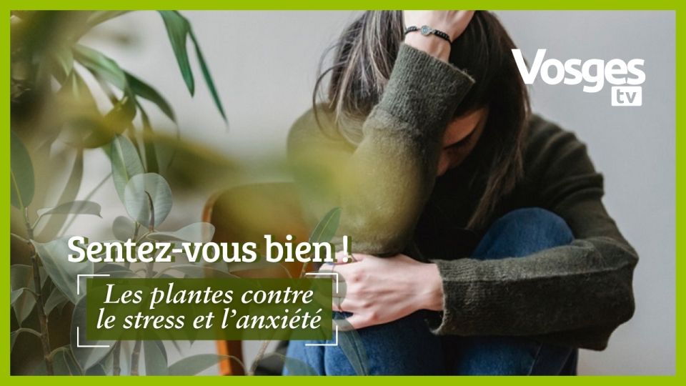Sentez-vous bien : Les plantes contre le stress et l'anxiété