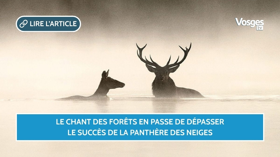 Le Chant des Forêts en passe de dépasser le succès de La Panthère des Neiges