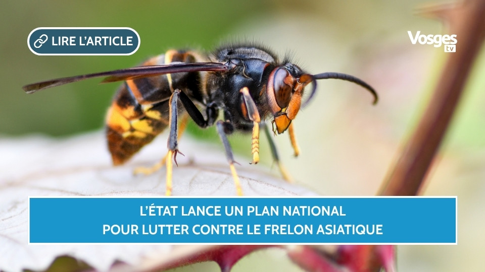 L’État lance un plan national pour lutter contre le frelon asiatique