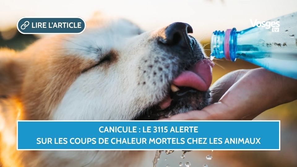 Canicule : le 3115 alerte sur les coups de chaleur mortels chez les animaux