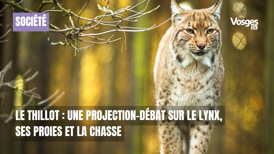 Le Thillot : une projection-débat sur le lynx, ses proies et la chasse