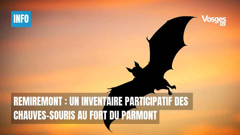 Remiremont : un inventaire participatif des chauves-souris au Fort du Parmont